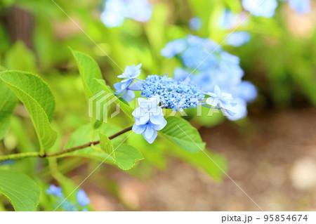アジサイの花 アジサイの花 95854674