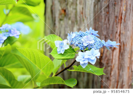 アジサイの花 アジサイの花 95854675