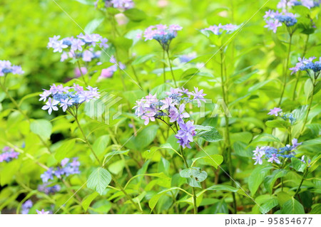 アジサイの花 アジサイの花 95854677