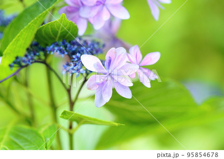 アジサイの花 95854678