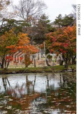 紅葉シーズンの白樺湖畔　長野県 95854821