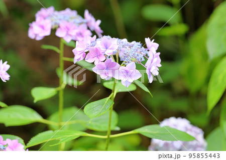 アジサイの花 ロザリオ アジサイの花 ロザリオ 95855443