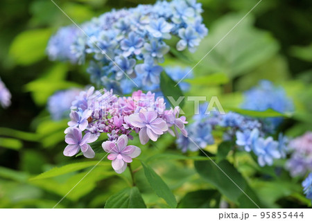 アジサイの花 アジサイの花 95855444