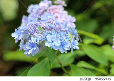 アジサイの花 アジサイの花 95855445