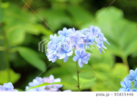 アジサイの花 佳澄 アジサイの花 佳澄 95855446