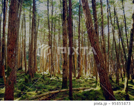 苔の森　八千穂の森 95855873