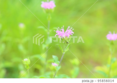 ワイルドベルガモットの花 95856014