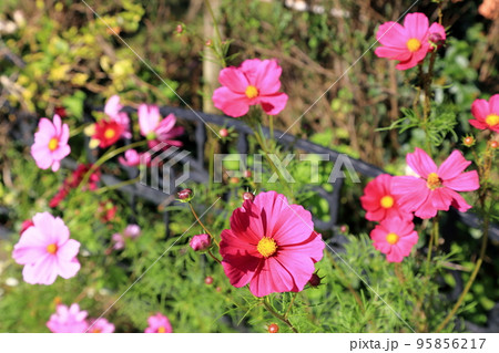 フラワーパーク江南散策・172（木曽三川公園：愛知県江南市） 95856217