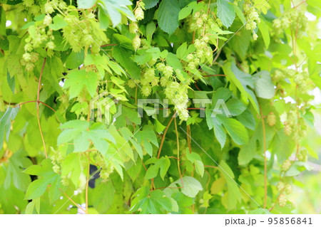 ホップの実 95856841
