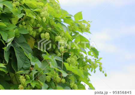 ホップの実 95856845