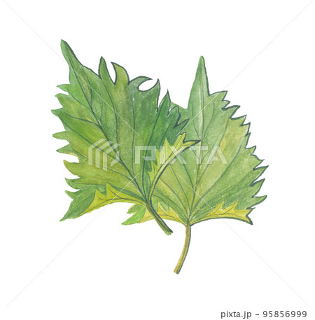 大葉　青じそ　 95856999