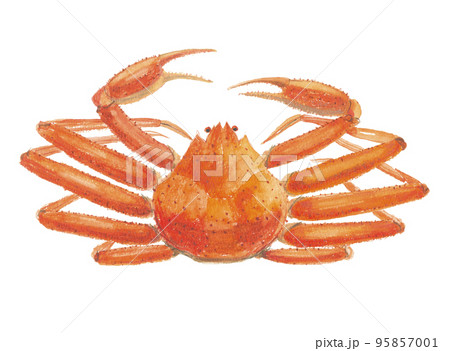 ズワイガニ　楚蟹 95857001