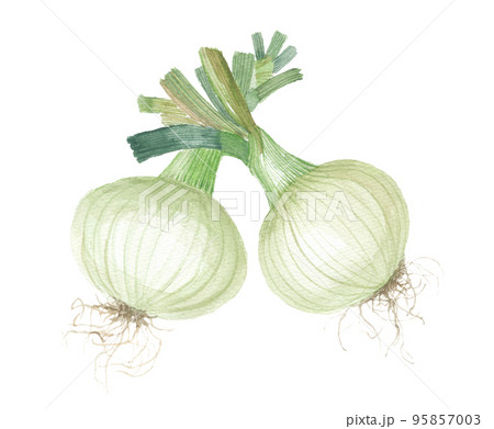 タマネギ　新タマネギ 95857003