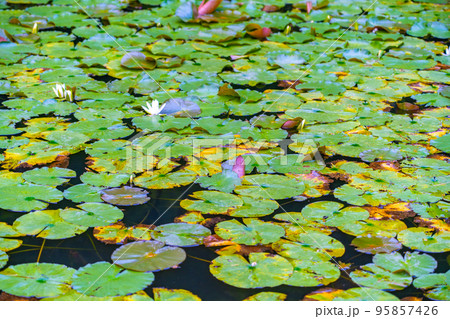 蓮の花と池(宮城県) 蓮の花と池(宮城県) 95857426