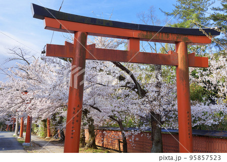 京都 竹中稲荷神社の桜 京都 竹中稲荷神社の桜 95857523