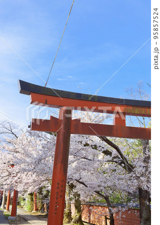 京都 竹中稲荷神社の桜 京都 竹中稲荷神社の桜 95857524