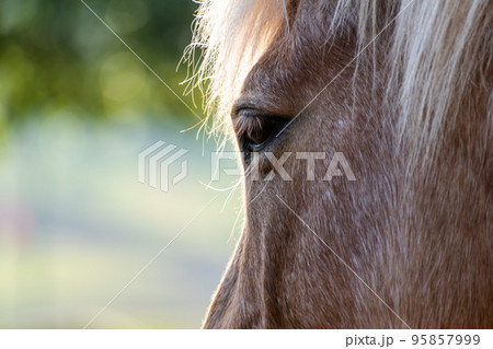 馬の瞳 馬の瞳 95857999