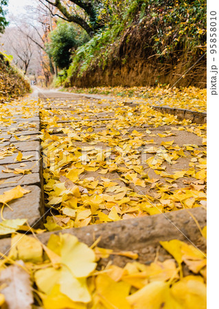 イチョウの落ち葉がある階段 95858010
