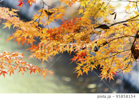秋の土津神社(はにつじんじゃ) 紅葉 福島県猪苗代町 秋の土津神社(はにつじんじゃ) 紅葉 福島県猪苗代町 95858154