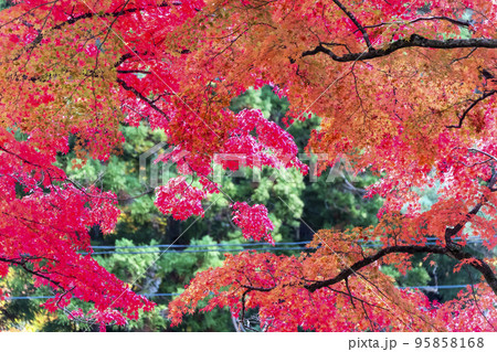 秋の土津神社(はにつじんじゃ) 紅葉 福島県猪苗代町 秋の土津神社(はにつじんじゃ) 紅葉 福島県猪苗代町 95858168