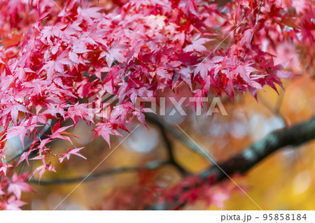 秋の土津神社（はにつじんじゃ）　紅葉　福島県猪苗代町 95858184