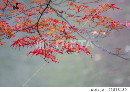 秋の土津神社(はにつじんじゃ) 紅葉 福島県猪苗代町 秋の土津神社(はにつじんじゃ) 紅葉 福島県猪苗代町 95858189