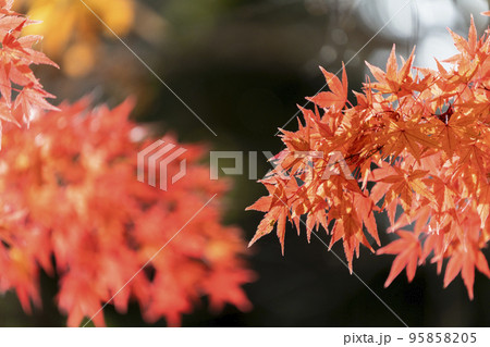 秋の土津神社（はにつじんじゃ）　紅葉　福島県猪苗代町 95858205