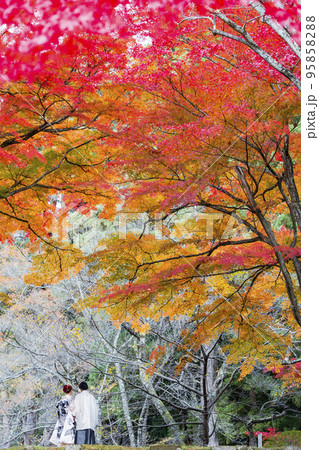 秋の土津神社(はにつじんじゃ) 紅葉と新郎新婦の後ろ姿 福島県猪苗代町 秋の土津神社(はにつじんじゃ) 紅葉と新郎新婦の後ろ姿 福島県猪苗代町 95858288