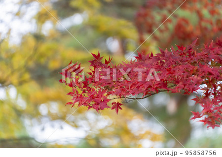 秋の亀ケ城城址公園(古城跡)の風景 木々の紅葉 福島県猪苗代町 秋の亀ケ城城址公園(古城跡)の風景 木々の紅葉 福島県猪苗代町 95858756