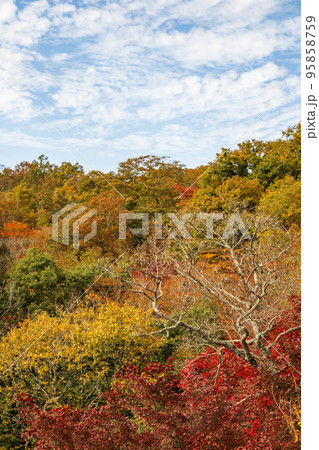 秋の頃の紅葉が美しい風景 95858759