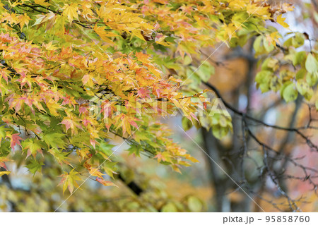 秋の亀ケ城城址公園(古城跡)の風景 木々の紅葉 福島県猪苗代町 秋の亀ケ城城址公園(古城跡)の風景 木々の紅葉 福島県猪苗代町 95858760