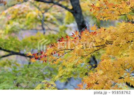 秋の亀ケ城城址公園(古城跡)の風景 木々の紅葉 福島県猪苗代町 秋の亀ケ城城址公園(古城跡)の風景 木々の紅葉 福島県猪苗代町 95858762