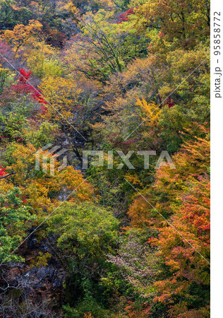 秋の頃の紅葉が美しい風景 秋の頃の紅葉が美しい風景 95858772
