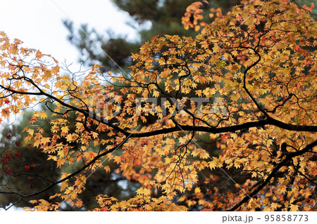 秋の亀ケ城城址公園（古城跡）の風景　木々の紅葉　福島県猪苗代町 95858773