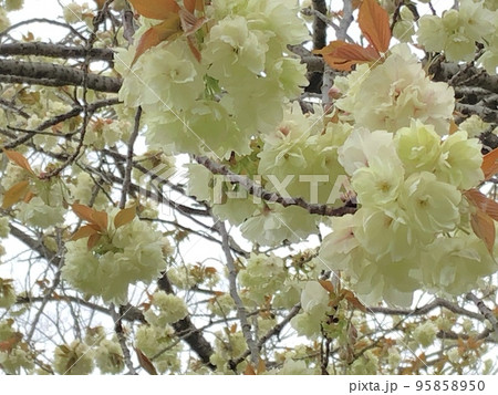 薄緑色の八重咲きウコン桜 95858950