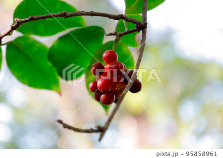 万葉集にも歌われたサネカズラの赤い実 万葉集にも歌われたサネカズラの赤い実 95858961