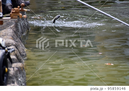 公園の池で楽しむヘラブナ釣り 公園の池で楽しむヘラブナ釣り 95859146