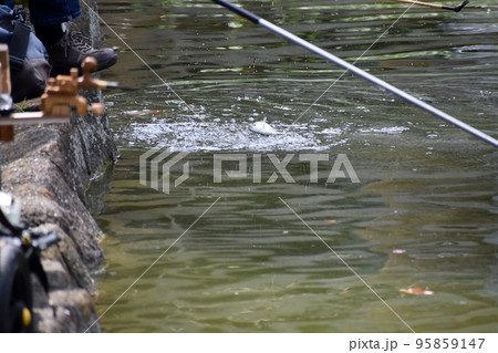 公園の池で楽しむヘラブナ釣り 95859147