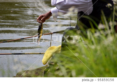 公園の池で楽しむヘラブナ釣り 95859150