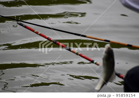 公園の池で楽しむヘラブナ釣り 95859154