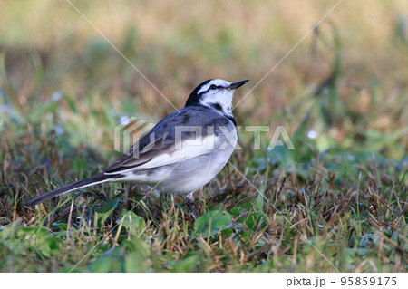 ハクセキレイ 95859175