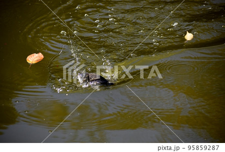 公園の池で楽しむヘラブナ釣り 公園の池で楽しむヘラブナ釣り 95859287