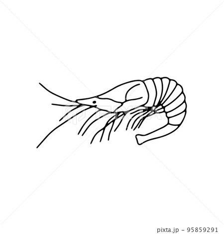 Vector shrimp isolated on white background. Hand drawn outline doodle illustration ocean or underwater animal 95859291