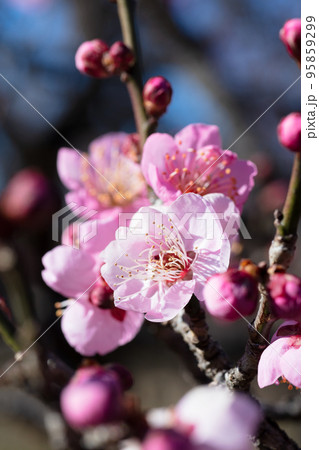 ピンクの梅の花 ピンクの梅の花 95859299