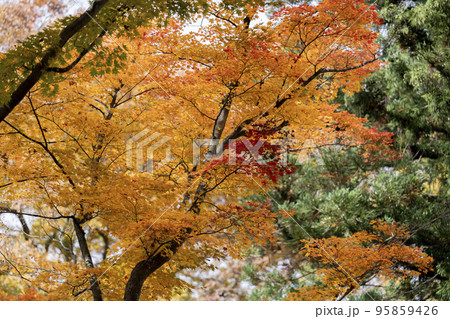 秋の土津神社（はにつじんじゃ）　紅葉　福島県猪苗代町 95859426