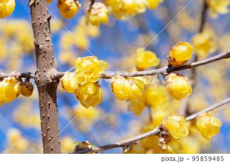 ロウバイの花 95859485