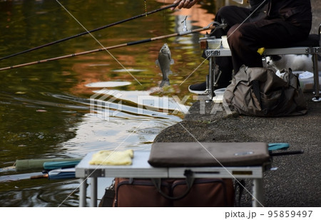 公園の池で楽しむヘラブナ釣り 公園の池で楽しむヘラブナ釣り 95859497