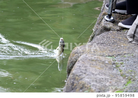 公園の池で楽しむヘラブナ釣り 公園の池で楽しむヘラブナ釣り 95859498
