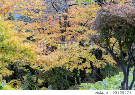 秋の亀ケ城城址公園(古城跡)の風景 木々の紅葉 福島県猪苗代町 秋の亀ケ城城址公園(古城跡)の風景 木々の紅葉 福島県猪苗代町 95859578