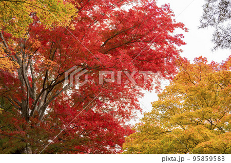 秋の亀ケ城城址公園（古城跡）の風景　木々の紅葉　福島県猪苗代町 95859583